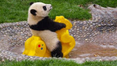 熊猫心爱玩具突然被*妈收走，随后团子的举动亮
