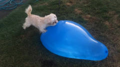 狗狗扑向了水气球，这结果也太搞笑了！