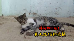 四川方言：真人版猫和老鼠闹笑话，笑看汤姆猫