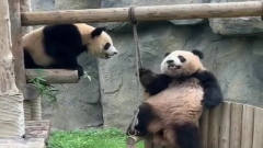 两只熊猫玩得好好的，没想到竟有一只突然下黑