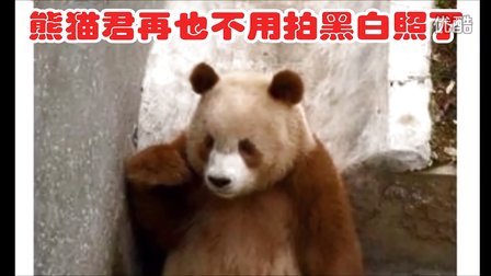 【每日一囧63】熊猫君再也不用拍黑白照了