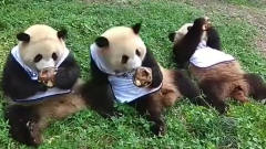 大熊猫：熊猫幼儿园营业啦，吃饭还带上围嘴，