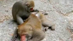 公猴子给母猴子抓虱子，捉着捉着就开始不着调