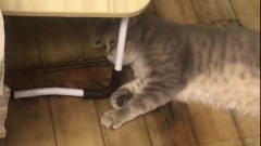 该猫因主人抱了别的猫心生怨恨，在桌下斜眼瞪