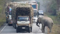 泰国大象当街拦住货车，拖下来几根甘蔗就吃，