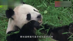 熊猫过生日，闹着要*爸背，搞笑的画面让人笑喷