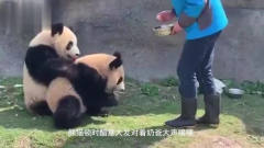 熊猫躲在门后吓唬饲养员，不料门突然打开了，