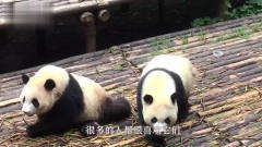 熊猫被自己的同伴吓到，反应也太浮夸了吧，镜