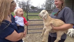 宝宝第一次见小羊，谁知竟和小羊吵了起来，镜