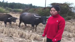 农村小媳妇闲来无事，竟穿红衣服来田里逗牛，