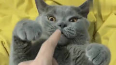 猫咪不听话咬主人的手指，主人说把它炖掉，猫