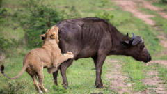狮子疯狂攻击水牛，水牛抵死反抗，突然出现一