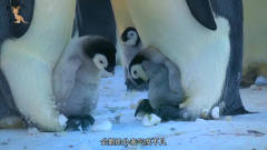 两只小企鹅藏在妈妈的怀里，互相点头问候，样