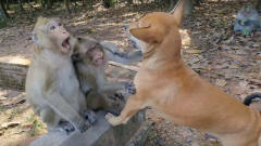 小狗误入猴子领地，结果被一群猴子欺负，镜头