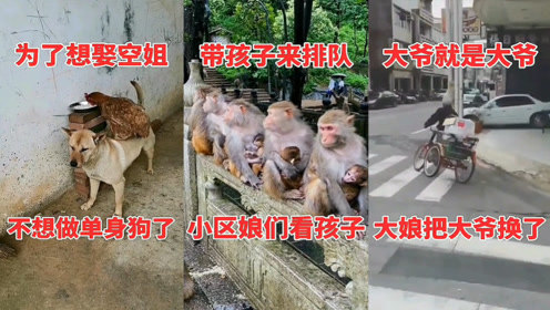 搞笑动物：难道这就是传说中的功夫熊？耍棍子