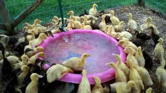 一大群小黄鸭们在洗脸盆里游泳，太搞笑了！