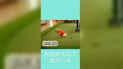 爆笑视频合集：小样儿胆子挺大啊，敢惹我！