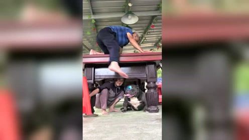 恶搞：恶霸犬搞笑视频