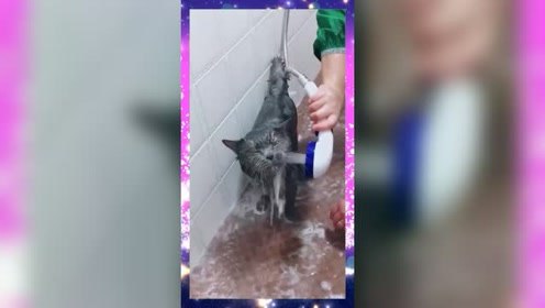 第一次见这么爱洗澡的猫，如果是我家的猫，估