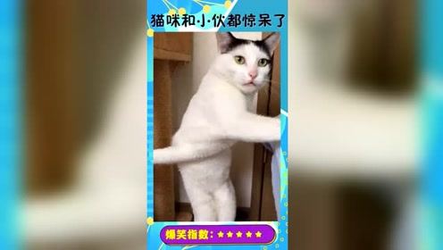 到底是猫咪模仿了小伙，还是小伙恶搞了猫咪，