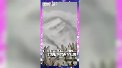 美轮美奂！天山脚下“顶冰花”破雪绽放