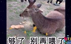 【每日一囧】经历了日本五一长假的「奈良鹿」
