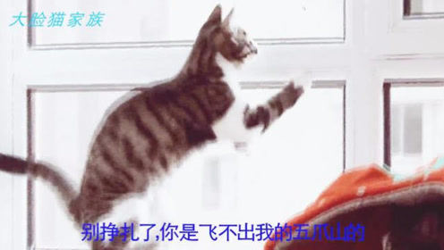 113：允浩猫咪轻松抓苍蝇，还不忘恐吓一旁看热