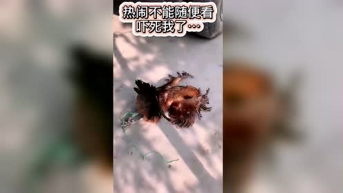 #每日搞笑精选#果然热闹不能随便看，鸡：吓死我