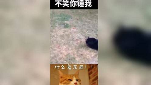 轻松搞笑30秒，不笑来找我（10）