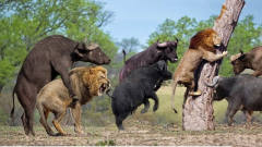 狮子猎杀小野牛，下一秒遭母野牛疯狂追杀，结