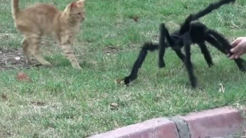 外国小伙，拿巨型假蜘蛛，恶搞路人的精彩视频