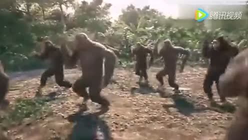 猩猩跳舞，这个视频给人有种轻松搞笑的感觉