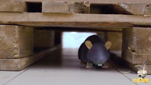 奔跑的小灰鼠，俄罗斯搞笑有趣