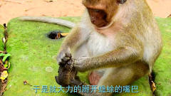 好奇的猴子抓住蟾蜍，一把掰开蟾蜍的嘴，镜头