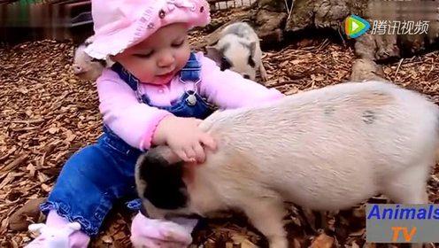 视频: 猫咪发现小猪后可爱的宠物猪发现最热视频