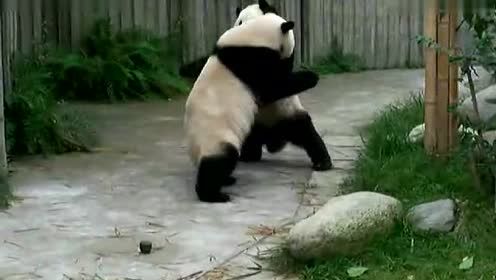 快看，熊猫打架了，太凶猛了！