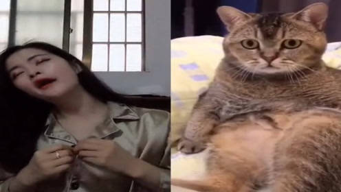 猫咪看美女脱衣服，猫咪的表情，真的是太搞笑