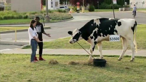 国外恶搞搞笑视频：突然买头牛这样好吗