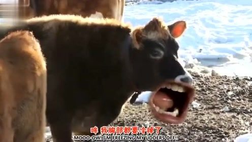 恶搞：牛吓人的搞笑视频！