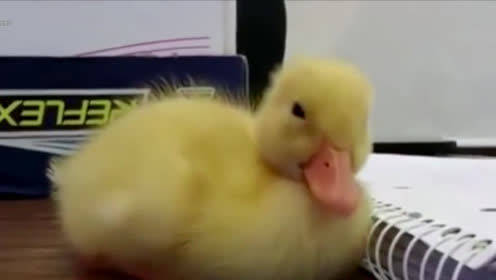 可爱鸭子搞笑视频：追着金毛满屋子跑
