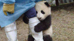 饲养员刚进门，就被小熊猫抱住大腿，镜头记录