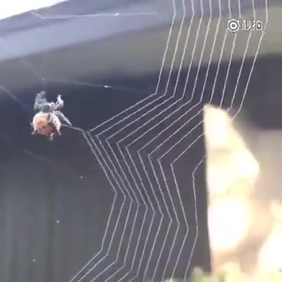原来蜘蛛是这么结网的，好神奇