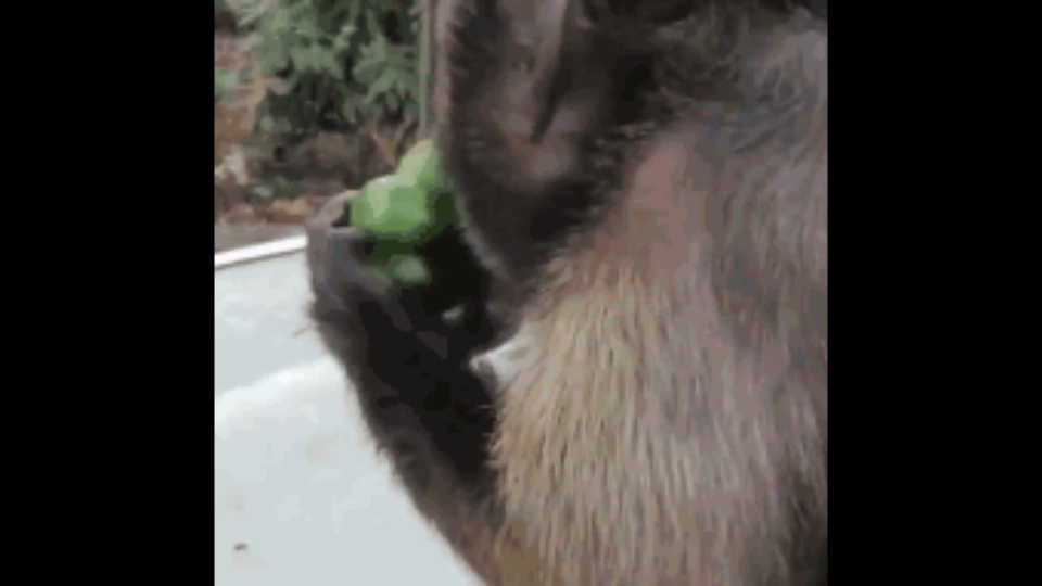 【动物搞笑配音】猴子吃青椒