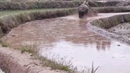 一言不合就动手，这些动物脾气真大#搞笑配音