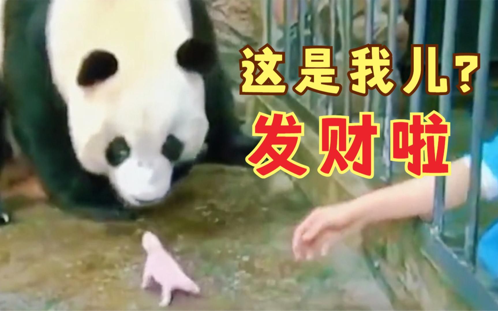 大熊猫：这是我的儿子吗？怎么这么小一只