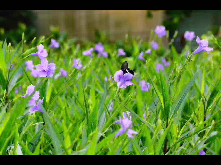 歌曲《兰花草》 简谱版