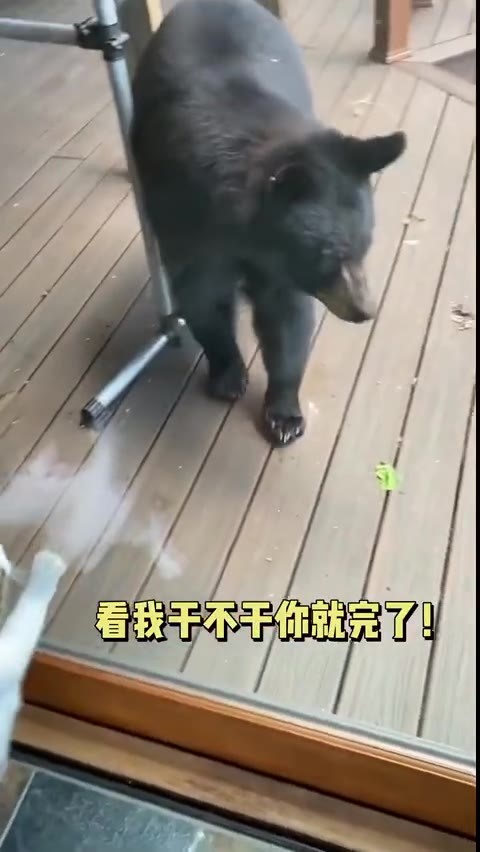 黑熊闯入国外一户人家，猫咪立刻开启看家模式