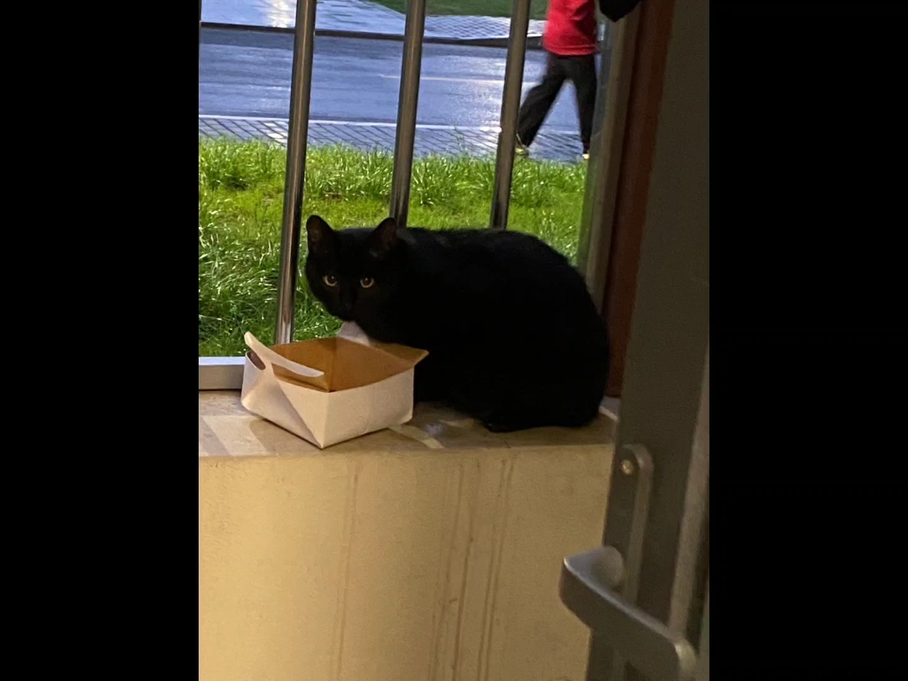 学校里的猫咪