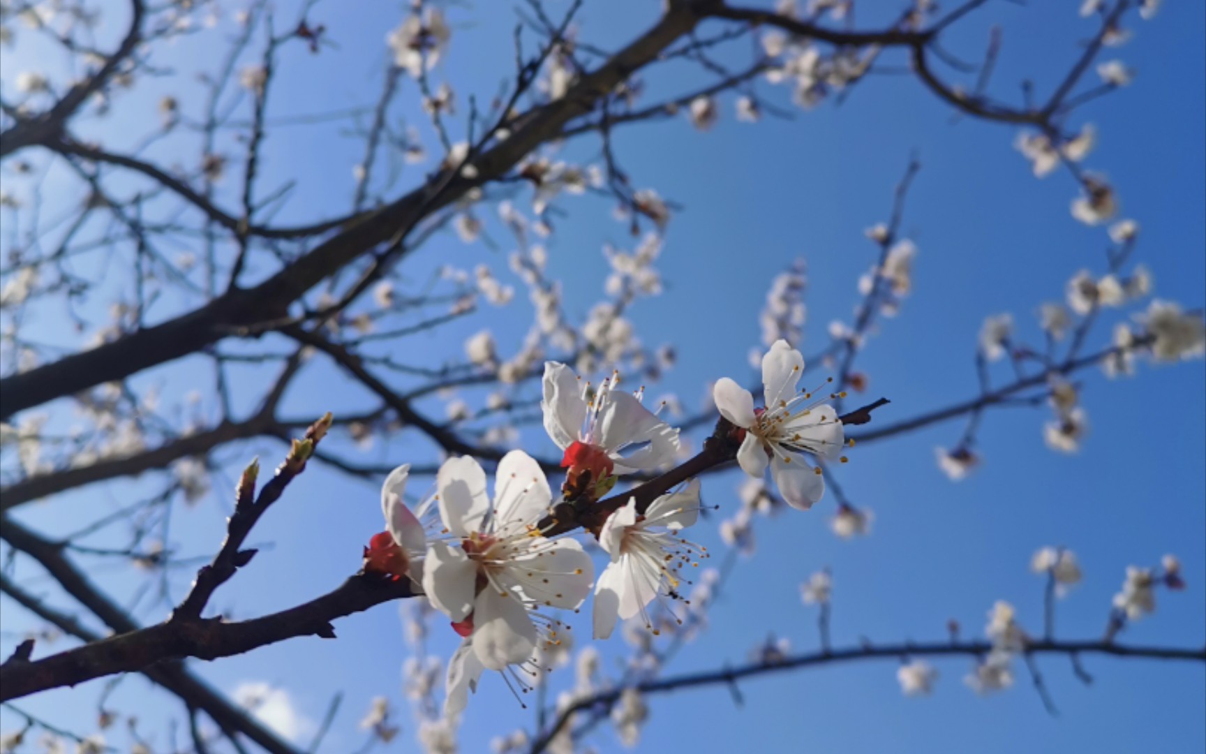 农家小院里一年四季的那些花儿