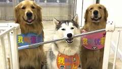 三只狗狗叼着棍子进门，哈士奇的表现最让人意
